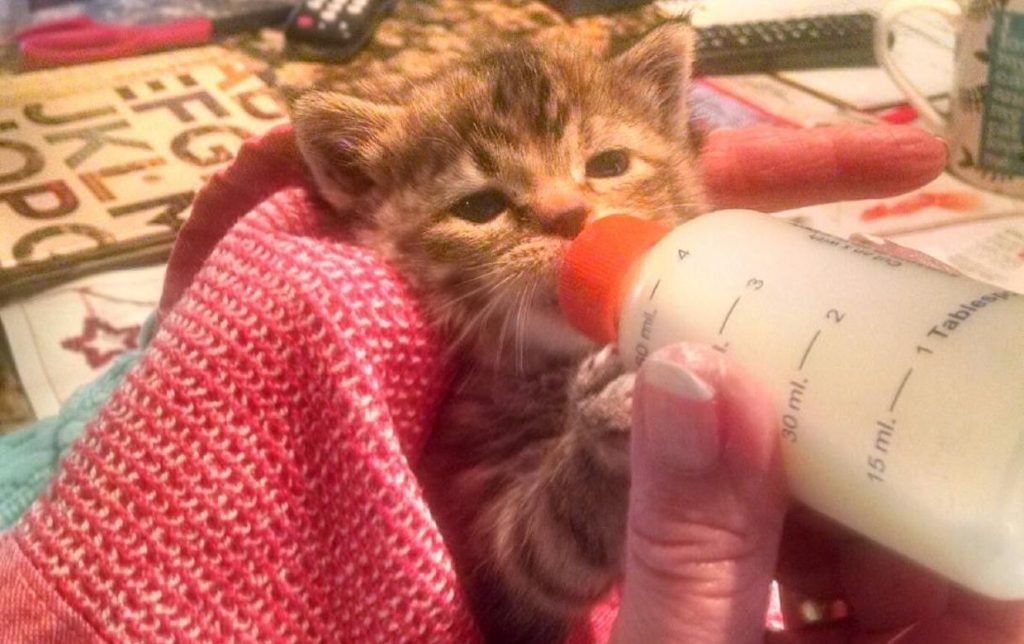 Volunteer_Bottle-Kitten-2